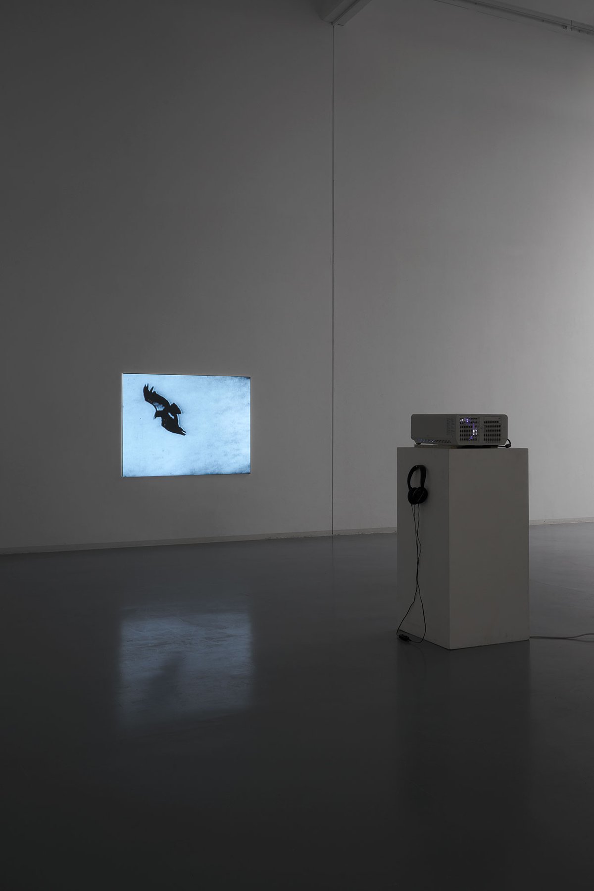 It is light, Bonner Kunstverein, 2024. Ausstellungsansicht mit James T. Hong, Condor: A Film from California. Foto: Mareike Tocha.