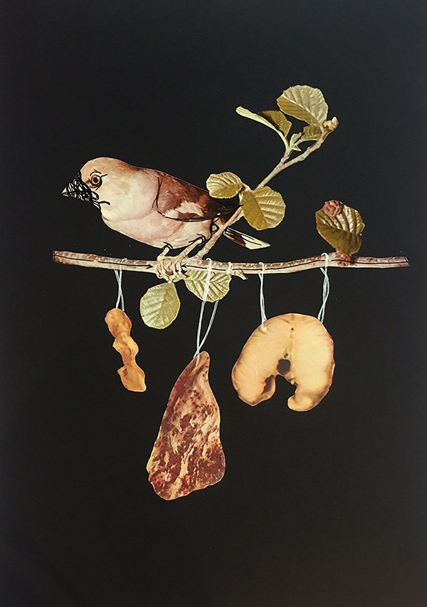 Eva Kot'átková, Birds and cages, 2017